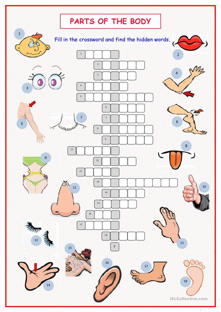 Many Parts One Body Crossword Puzzle Free Printable