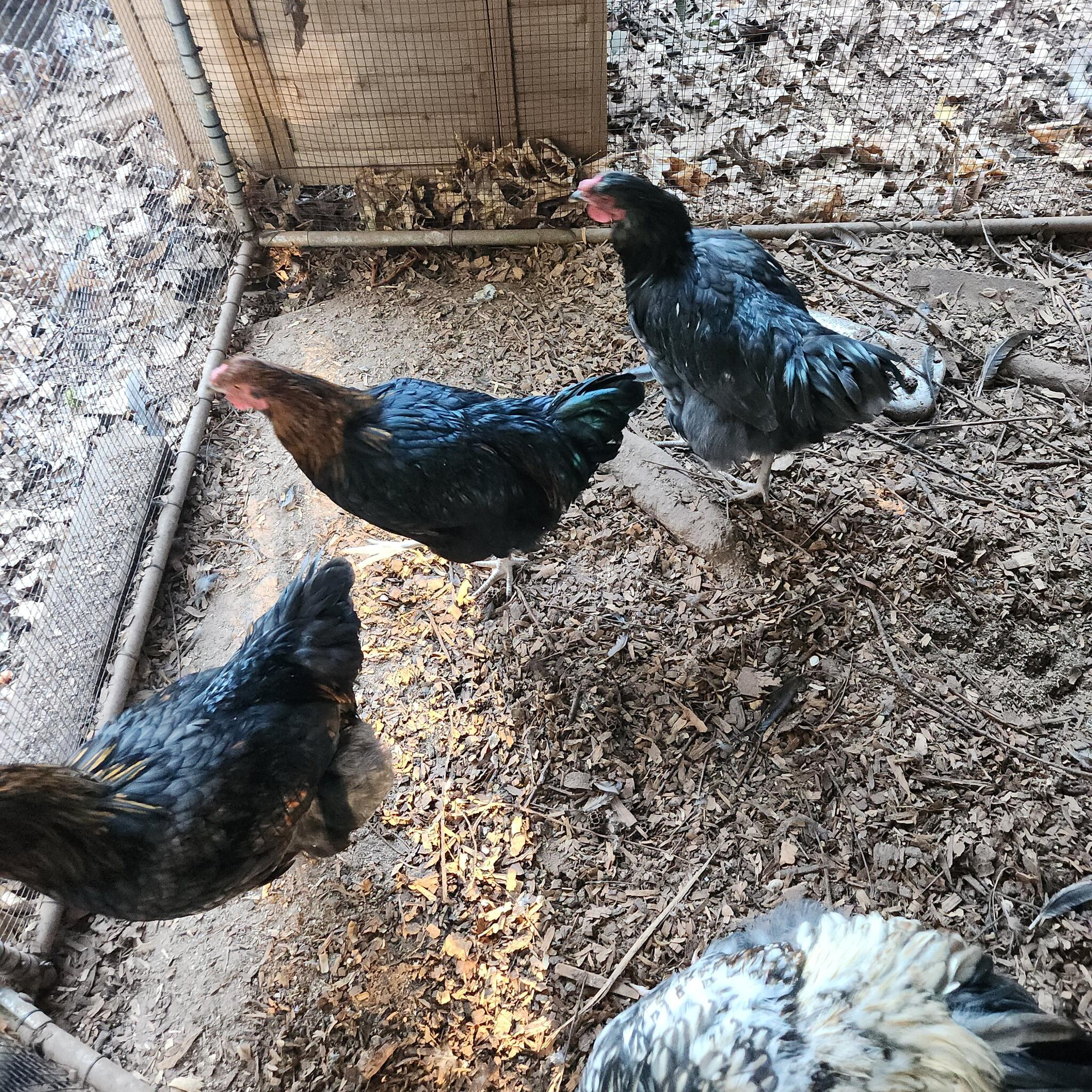 New Larchio 45 Piece Thanksgiving Turkey Floor Puzzle For $12 In pertaining to Thanksgiving Floor Puzzle