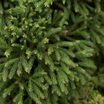 10 Conifer Trees To Grow In Your Garden | Bbc Gardeners World Magazine Pertaining To Christmas Conifer Crossword Clue