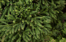10 Conifer Trees To Grow In Your Garden | Bbc Gardeners World Magazine pertaining to Christmas Conifer Crossword Clue