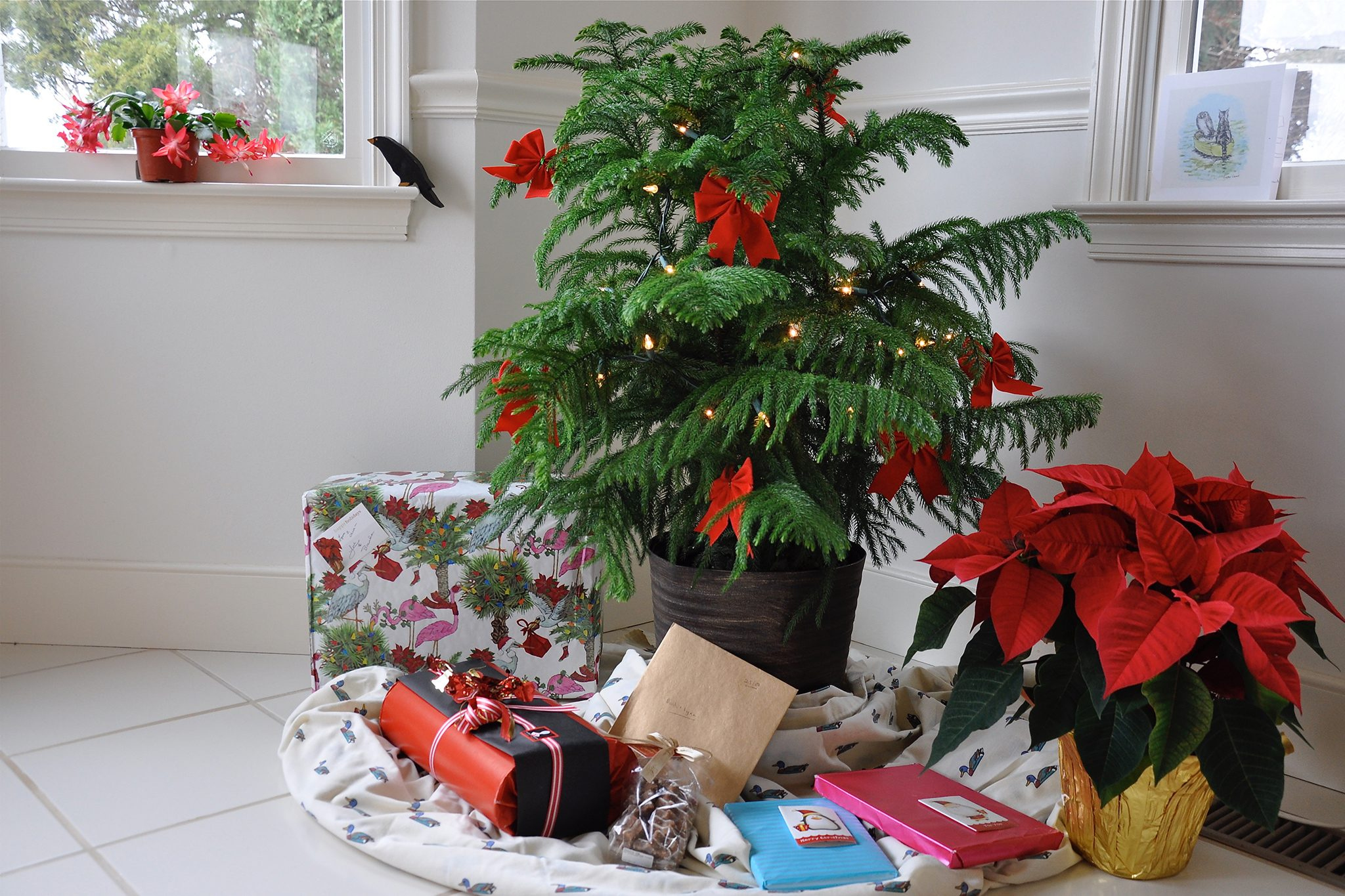 15 of the best christmas plants bbc gardeners world magazine pertaining to popular christmas house plant crossword 15 Of The Best Christmas Plants | Bbc Gardeners World Magazine pertaining to Popular Christmas House Plant Crossword