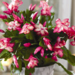 Alternative Christmas Houseplants | Bbc Gardeners World Magazine Throughout Popular Christmas House Plant Crossword