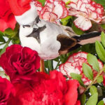 Beautiful' £27 Christmas Flowers Delivered From Family Run Florist With A Beautiful Red Flower Christmas Crossword