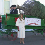 First Lady Welcomes The Official 2025 White House Christmas Tree Regarding Horse Drawn Carriages Delivering Christmas Trees Crossword
