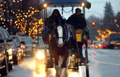 Horse-Drawn Rides Delight within Horse Drawn Carriages Delivering Christmas Trees Crossword