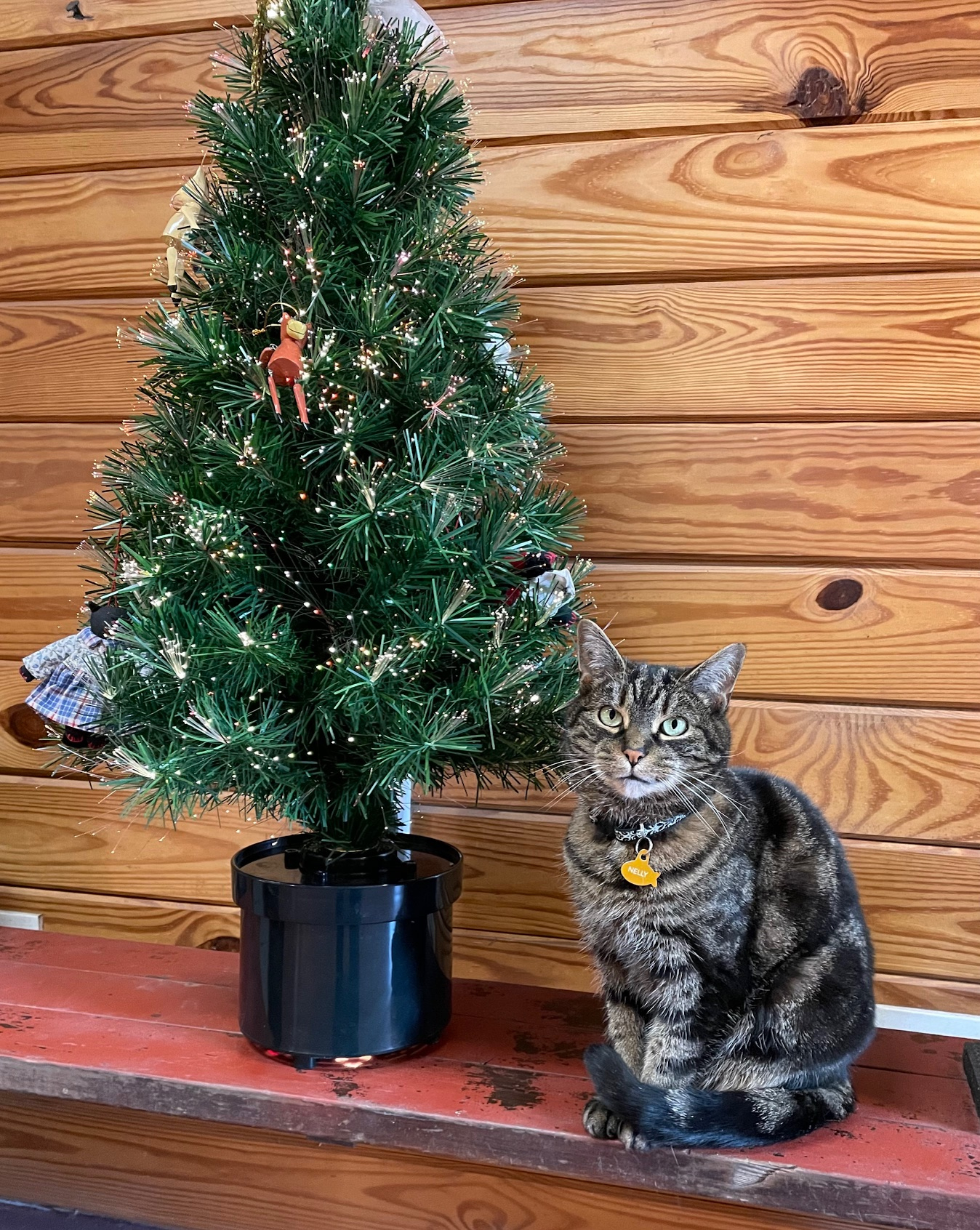 rex parker does the nyt crossword puzzle hungarian violinist with regard to christmas baubles often nyt crossword clue Rex Parker Does The Nyt Crossword Puzzle: Hungarian Violinist with regard to Christmas Baubles Often Nyt Crossword Clue