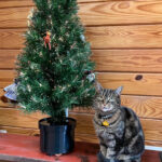 Rex Parker Does The Nyt Crossword Puzzle: Hungarian Violinist With Regard To Gunk On A Christmas Tree Crossword
