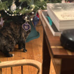 Rex Parker Does The Nyt Crossword Puzzle: Infamous Bushranger Within Gunk On A Christmas Tree Crossword