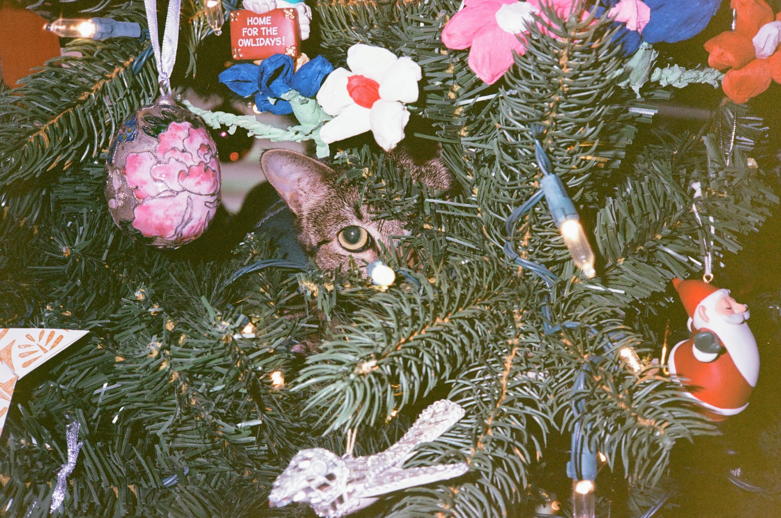 rex parker does the nyt crossword puzzle low key place for inside gunk on a christmas tree crossword scaled Rex Parker Does The Nyt Crossword Puzzle: Low-Key Place For inside Gunk on a Christmas Tree Crossword