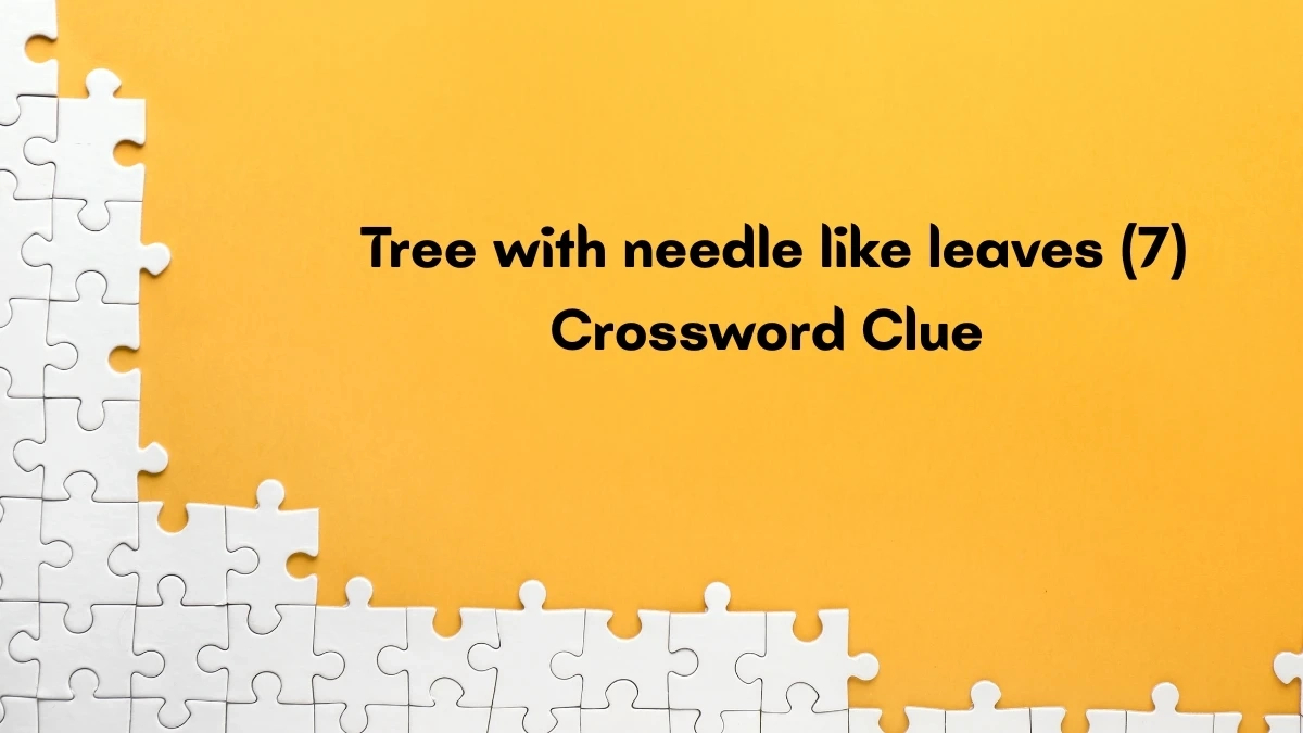 Tree With Needle Like Leaves Crossword Clue Irish Daily Mail Quick inside Christmas Conifer Crossword Clue