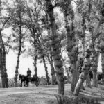 Turns Of Phrase   The New York Times With Regard To Horse Drawn Carriages Delivering Christmas Trees Crossword Clue