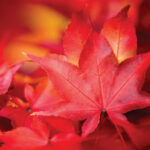 Webb Weekly October 11, 2023Webb Weekly   Issuu With Orange Studder At Christmas Crossword