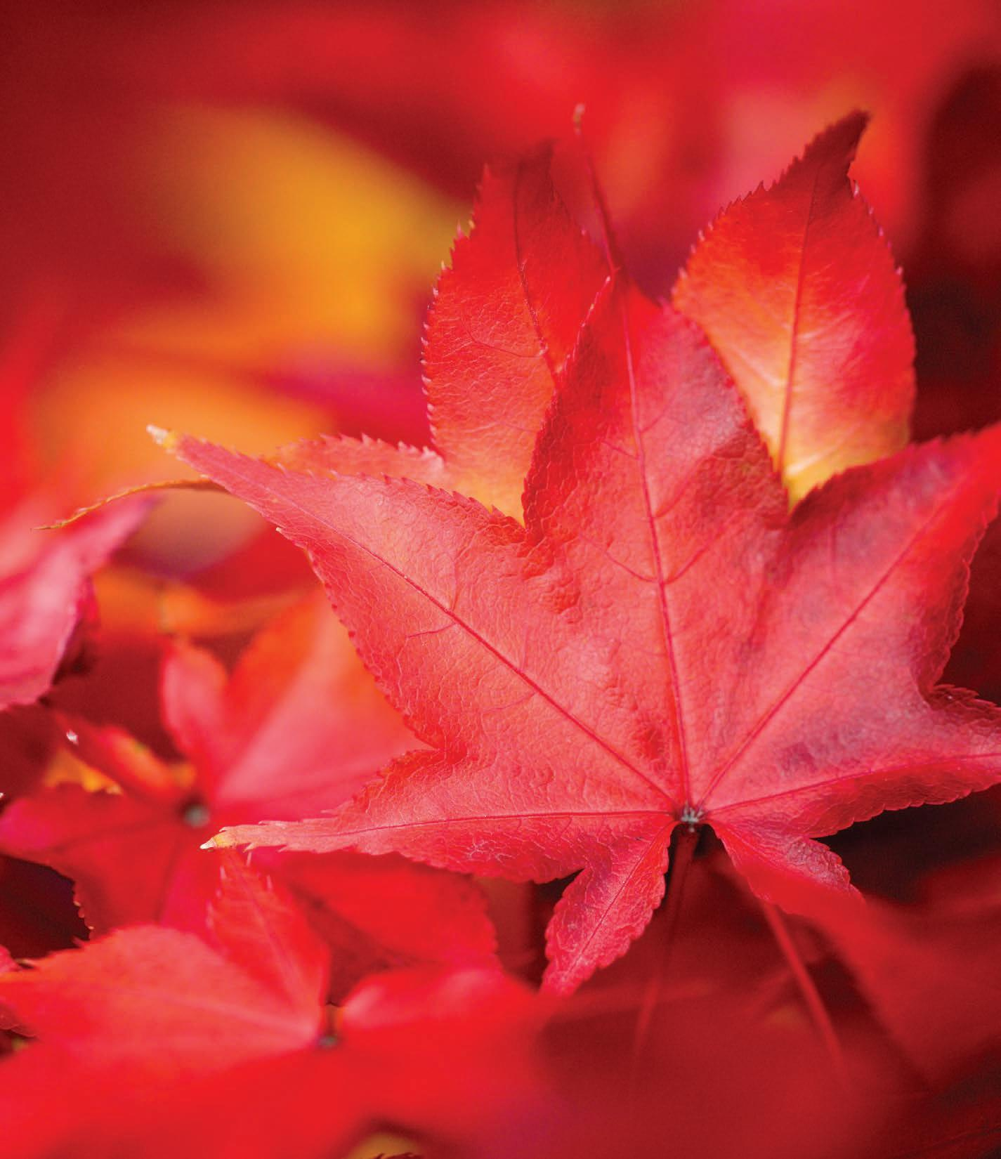 Webb Weekly October 11, 2023Webb Weekly - Issuu with Orange Studder At Christmas Crossword